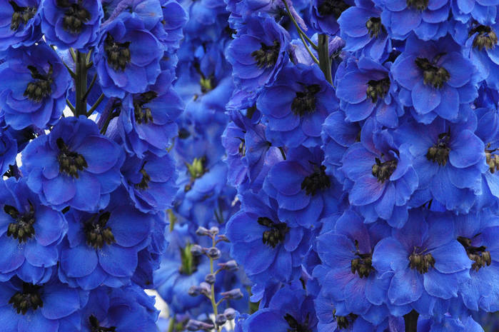 100207538_Delphinium_grandiflorum_chines