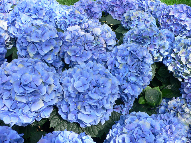 101502576_large_34.jpg