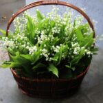 81 ландыш в корзине
