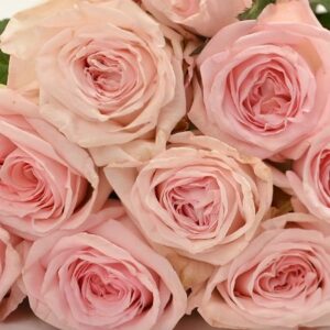 Душистая роза «Пинк О’Хара (Pink O’Hara)» букет от 9 штук