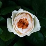 Роза Дэвида Остина Джулиет (Juliet) букет от 11 штук