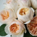 Роза Дэвида Остина Джулиет (Juliet) букет от 11 штук
