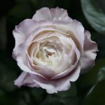 Роза Дэвида Остина Кейра (Keira) букет от 11 штук