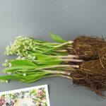 Ландыши с корнями поштучно без оформления 25 штук