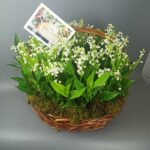 81 ландыш в корзине