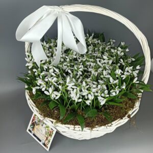 Гранд корзина голландских подснежников