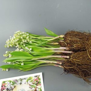 Ландыши с корнями поштучно без оформления 25 штук