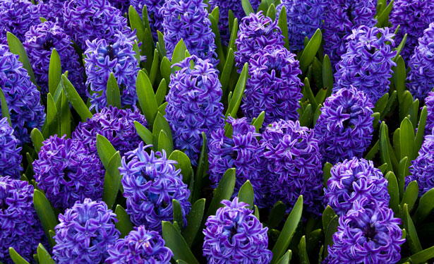 blue-hyacinths-871298039971s7I.jpg