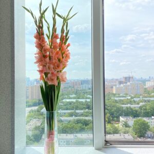 9 гладиолусов учителю