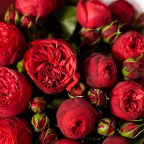 red-pyano