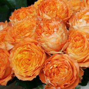 Орандж Романтика (Orange Romantica)