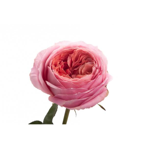 pink-garden-rose-romantic-antike-1